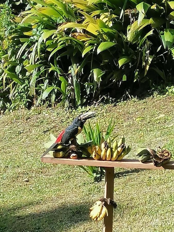 La Ceiba Tree Lodge Tilarán Zewnętrze zdjęcie