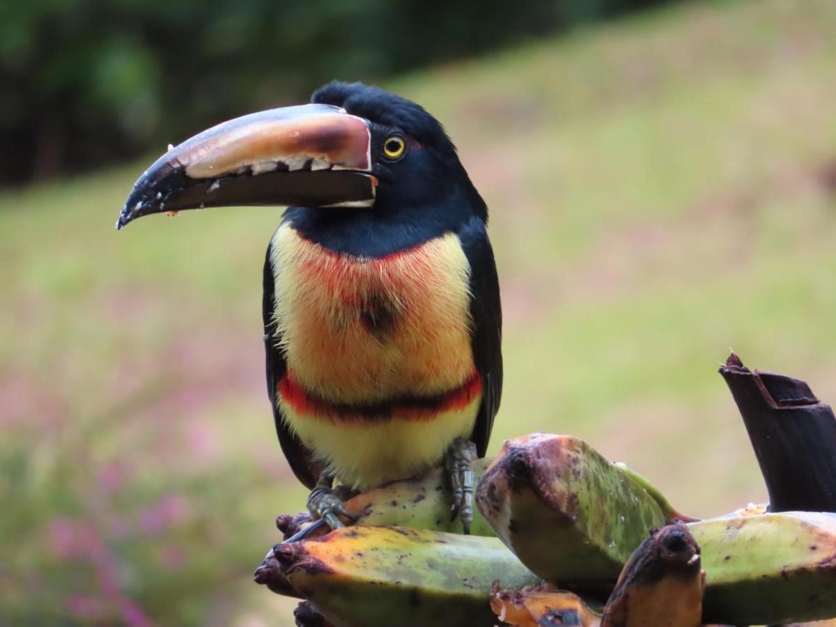 La Ceiba Tree Lodge Tilarán Zewnętrze zdjęcie