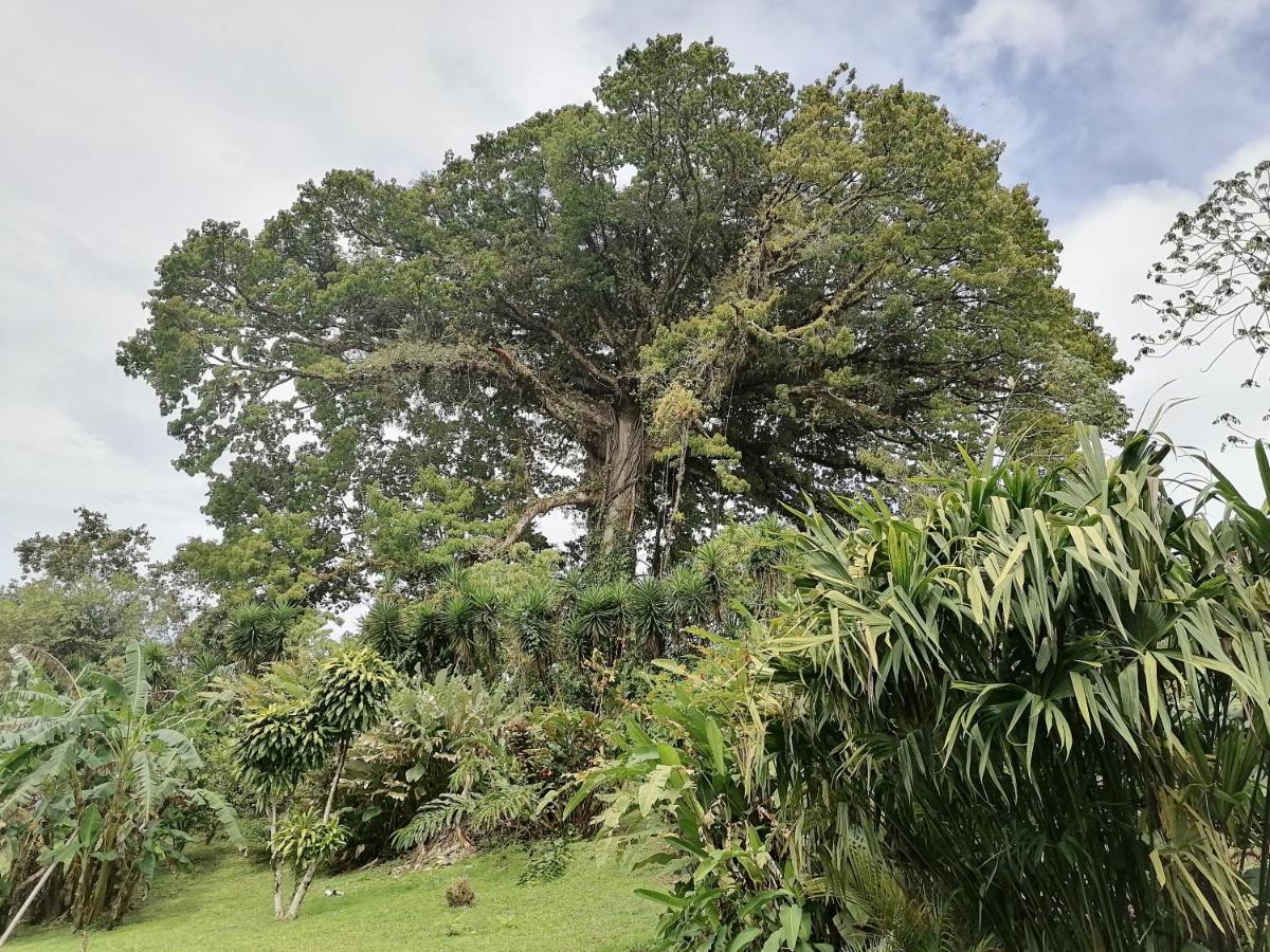 La Ceiba Tree Lodge Tilarán Zewnętrze zdjęcie