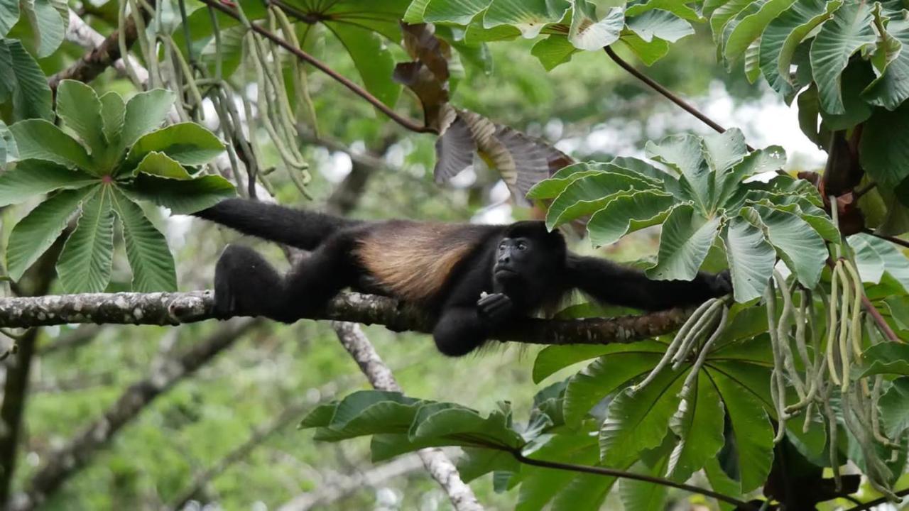 La Ceiba Tree Lodge Tilarán Zewnętrze zdjęcie