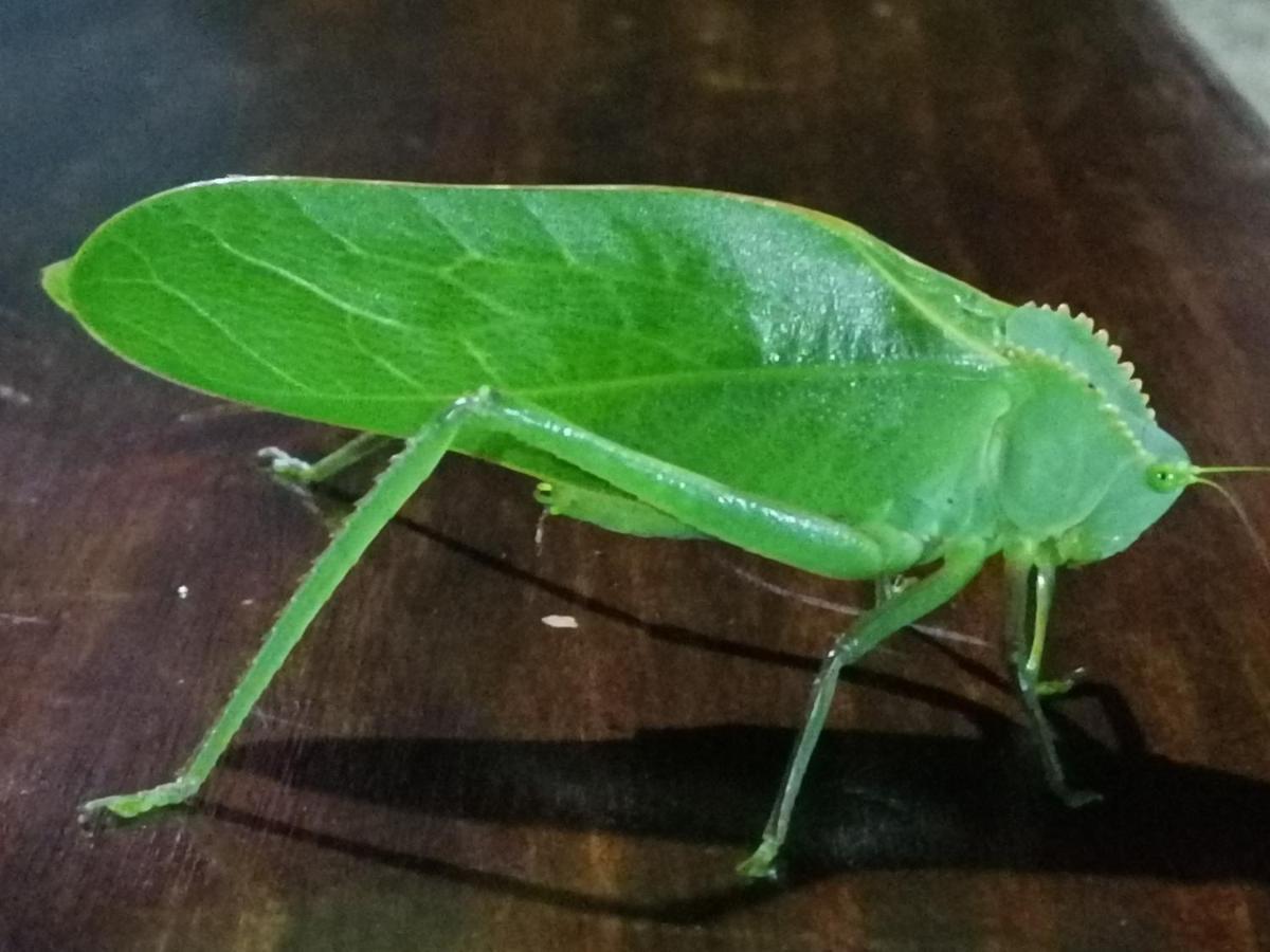 La Ceiba Tree Lodge Tilarán Zewnętrze zdjęcie