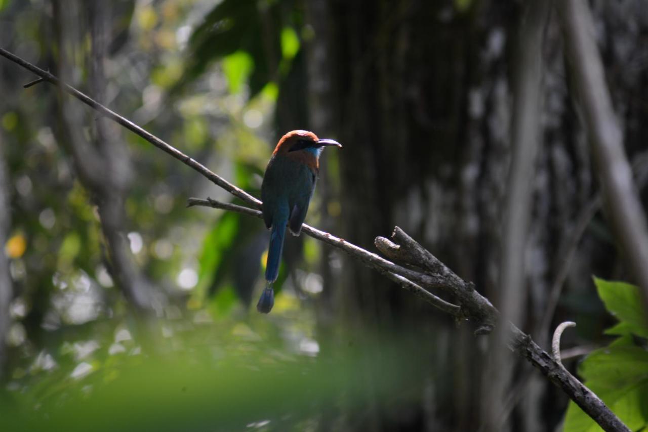 La Ceiba Tree Lodge Tilarán Zewnętrze zdjęcie