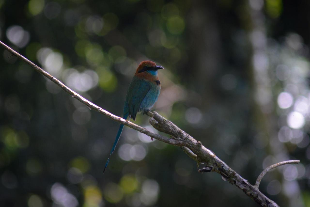 La Ceiba Tree Lodge Tilarán Zewnętrze zdjęcie