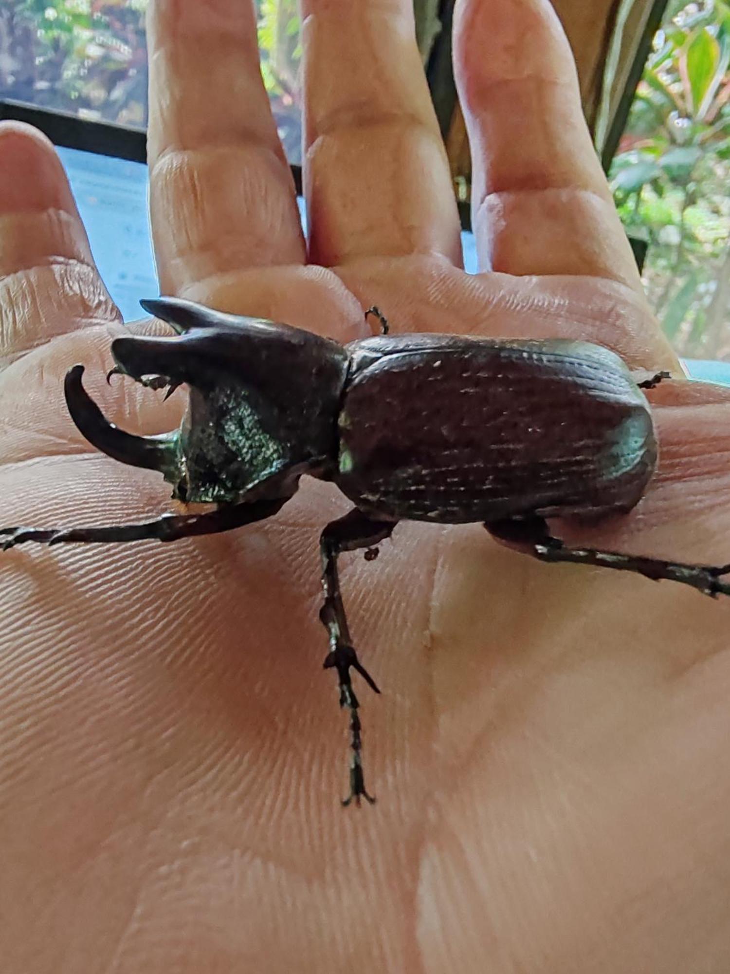 La Ceiba Tree Lodge Tilarán Zewnętrze zdjęcie